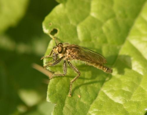 Réf. 235 751 : Machimus rusticus